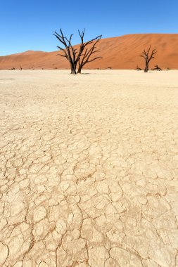 sossusvlei, ölü vlei