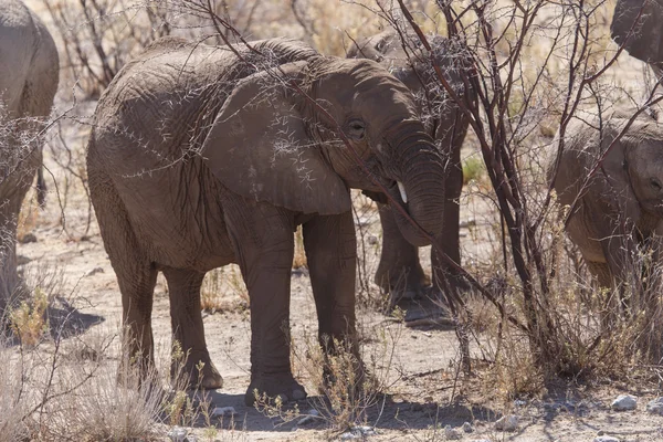 Young Elephants in Safari Park — Stock Photo, Image
