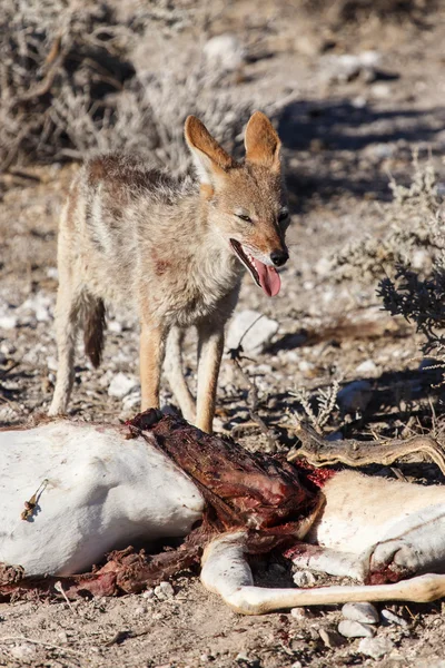 Jackal Eating Springbok — Stock Photo, Image