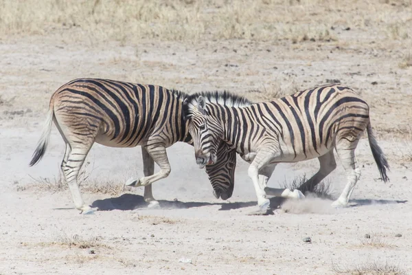 2 つのシマウマの戦い — ストック写真