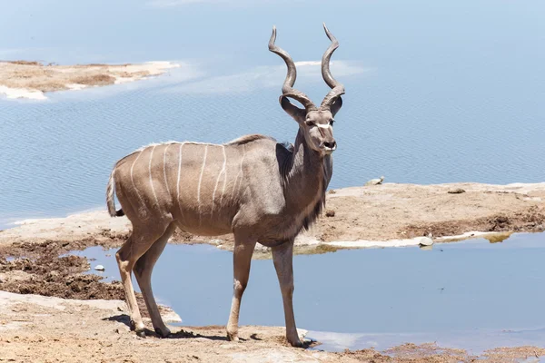 Kudu w safari park — Zdjęcie stockowe
