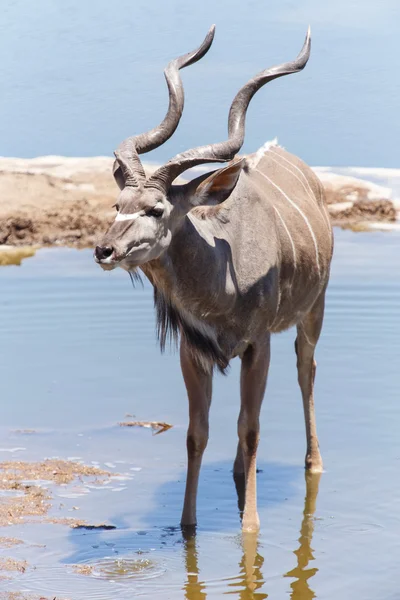 Kudu 사파리 공원에서 — 스톡 사진