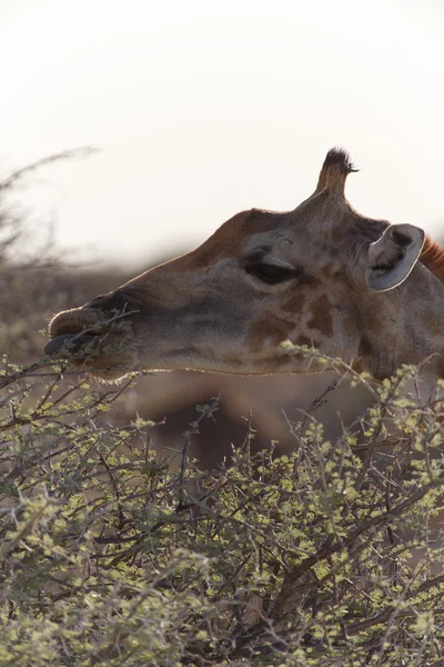 Giraffe в сафарі-парку — стокове фото