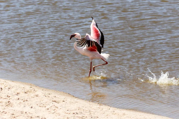 Flamingo Bird — Stock Photo, Image