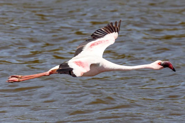 Flamingo vogel in vlucht — Stockfoto