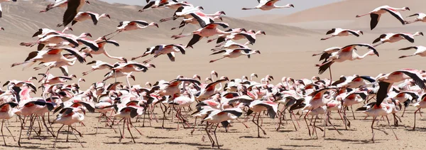 Flamingo vogels in vlucht — Stockfoto