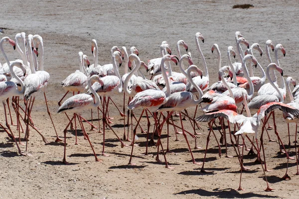 Flamingo fåglar i walvis bay — Stockfoto