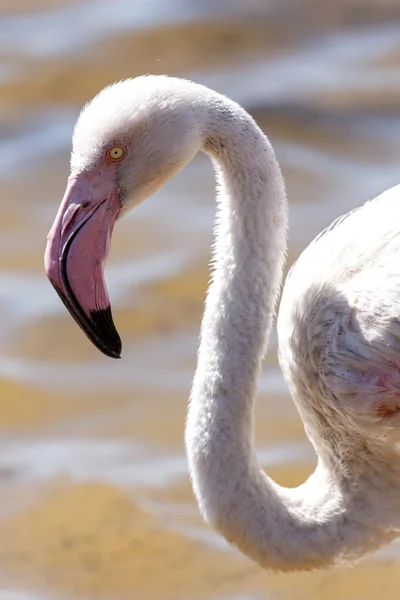 Flamingo-Vogel in der Walvisbucht — Stockfoto