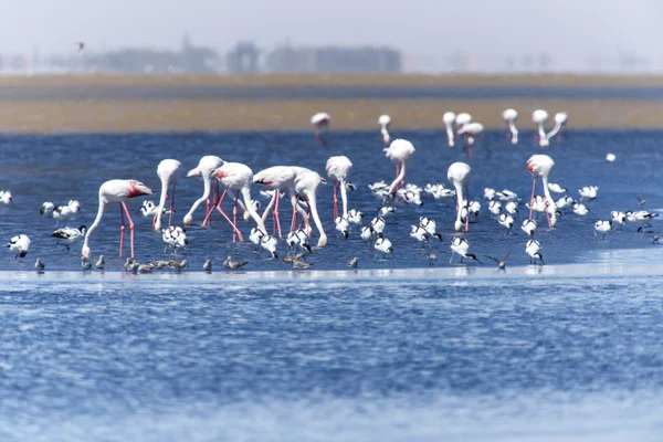 Aves de Flamingo em Walvis Bay — Fotografia de Stock