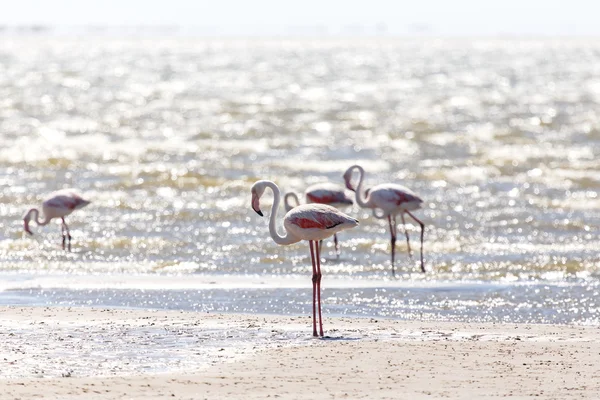 Flamingo kuşları walvis Bay — Stok fotoğraf
