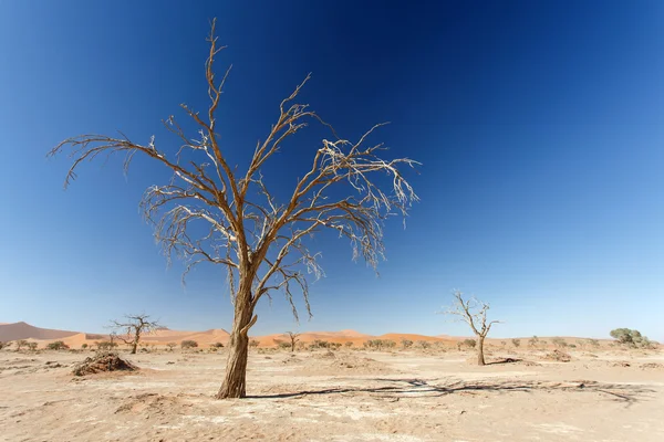 Albero Morto a Sossusvlei — Foto Stock