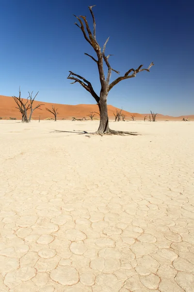 Dead Vlei bei sossusvlei — Stockfoto