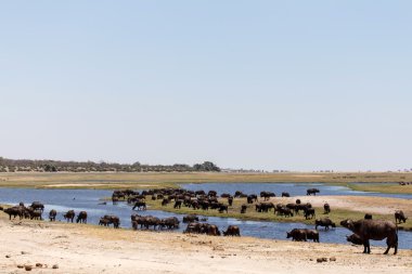 Texas'ın chobe sürüsü