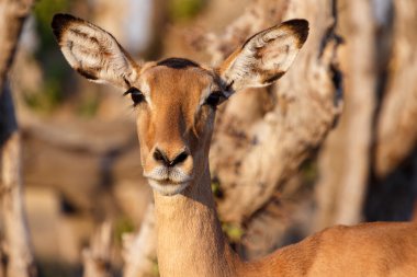 Impala antilop chobe içinde