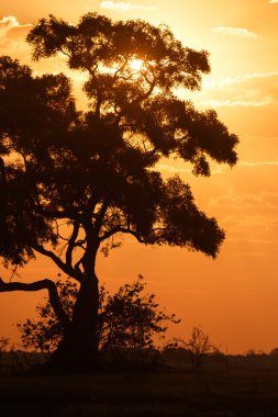 günbatımı chobe park üzerine