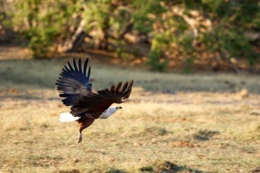 Afrika balık kartalı