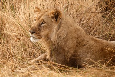Aslan-Okavango Deltası