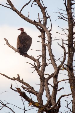 okavango Delta akbaba