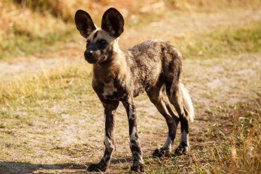 okavango Delta yaban köpeği