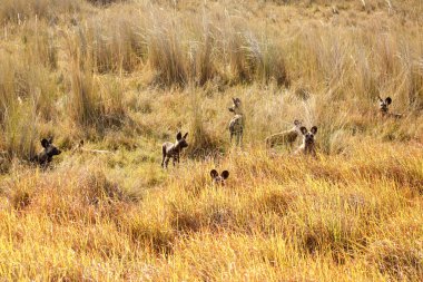 okavango Delta Vahşi köpekler