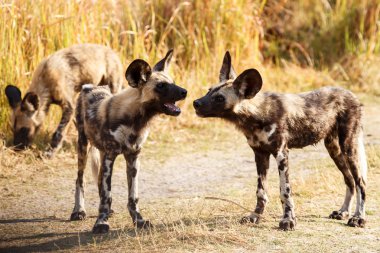 okavango Delta Vahşi köpekler