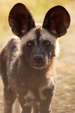 okavango Delta yaban köpeği