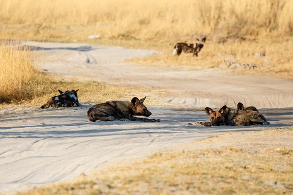 Wilde honden in Okavangodelta — Stockfoto