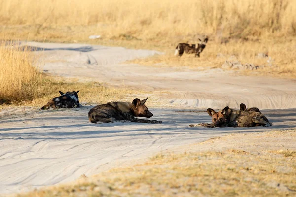 オカバンゴ湿地帯での野生の犬 — ストック写真