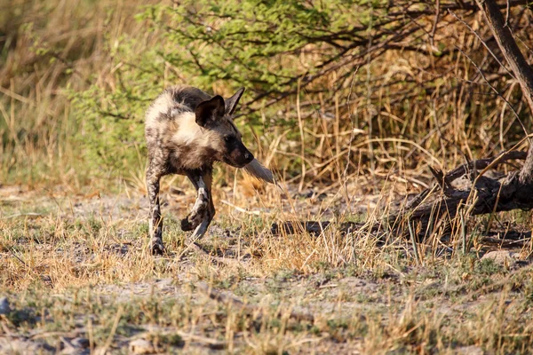 Divoký pes v okavango delta — Stock fotografie