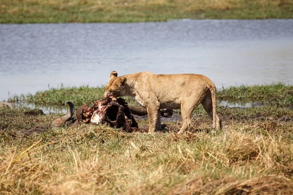 Lion Eating Buffalo — Stock Photo, Image