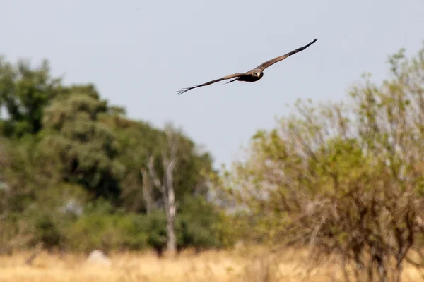 Jastrząb w delta Okawango — Zdjęcie stockowe