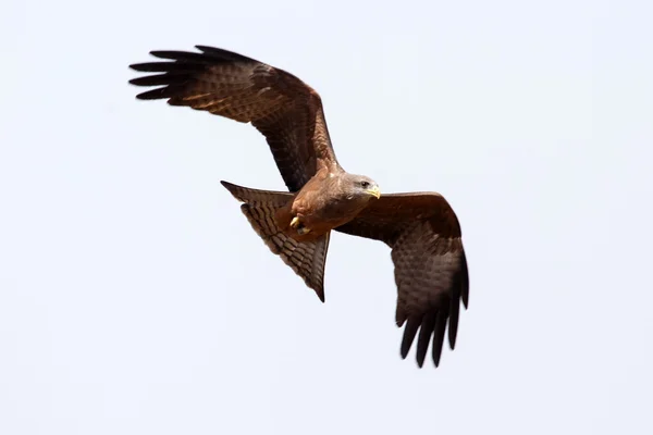 Yellow Billed Kite — Stock Photo, Image