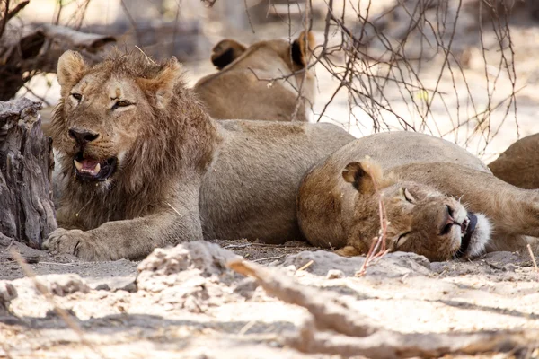 Lwy w delta Okawango — Zdjęcie stockowe