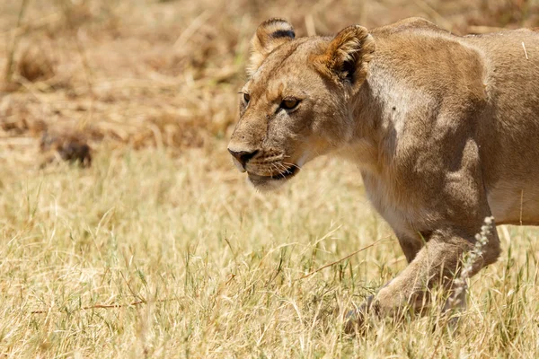 Лев на Окаванго — стокове фото