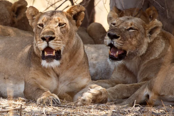 Lwy w delta Okawango — Zdjęcie stockowe
