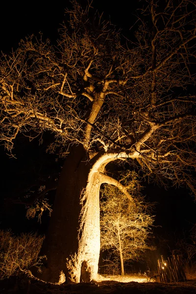 Дерево Баобаб в дельте Окаванго — стоковое фото