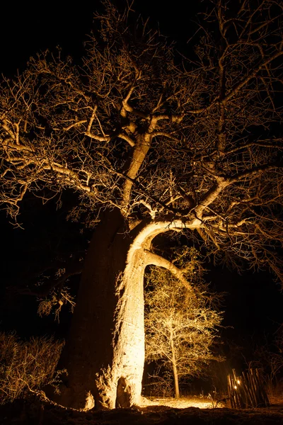 Baobab träd i okavango delta — Stockfoto