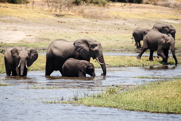 Divocí sloni v řece chobe — Stock fotografie