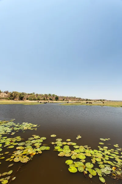 Chobe rivier — Stockfoto