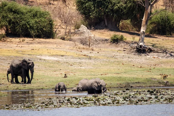 Wilde olifanten in chobe rivier — Stockfoto