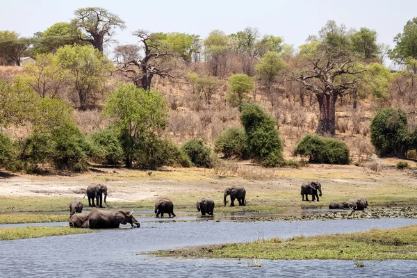 Elefanti selvatici nel fiume Chobe — Foto Stock