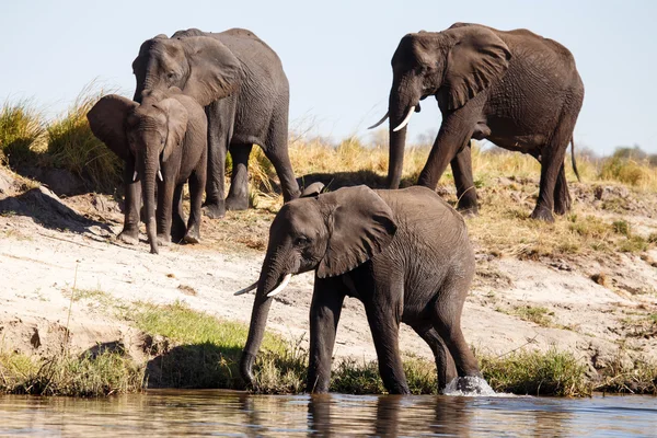 Rebanho de elefantes no rio Chobe — Fotografia de Stock