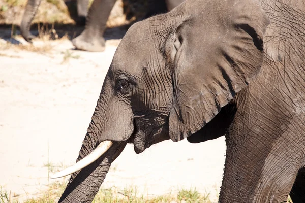 Troupeau d'éléphants à Chobe River — Photo
