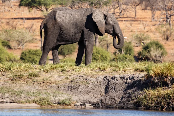 Slon na řece chobe — Stock fotografie