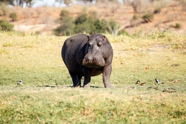 Su aygırı at chobe nehir — Stok fotoğraf