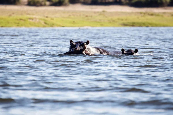 Hippopótamo no rio Chobe — Fotografia de Stock