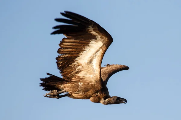 White Backed Vulture Bird — Stock Photo, Image