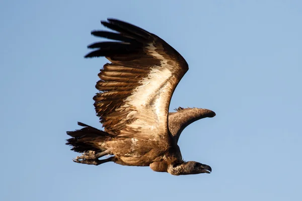 Witte back gier vogel — Stockfoto