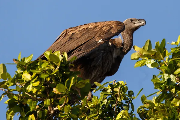 Oiseau vautour à dos blanc — Photo