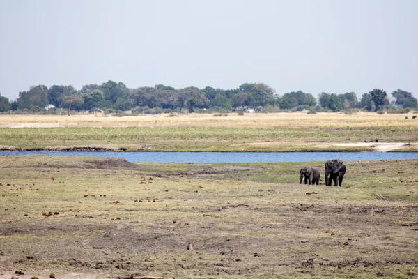 Sloni na řece chobe — Stock fotografie